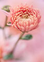 Chrysanthemum 'Sweetheart Pink'