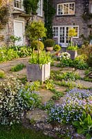 A stone terrace beside the house, filled with self seeded Myosotis sylvatica and Alchemilla mollis, tubs of Tulipa, standard roses and clipped Buxus sempervirens balls at Brilley Court Farm, Whitney-on-Wye, Herefordshire, UK. 