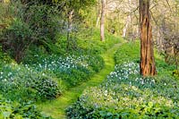 Grass path running through the valley garden surrounded by Symphytum officinale - common comfrey - and narcissi at Brilley Court Farm, Whitney-on-Wye, Herefordshire, UK. 