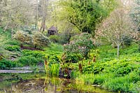 Pond in the valley garden with rhododendrons, Gunnera and the new pink growth of Acer pseudoplatanus 'Brilliantissimum' at Brilley Court Farm, Whitney-on-Wye, Herefordshire, UK. 