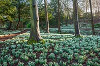 Woodland with carpets of Galanthus - snowdrops
