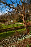 Glimpse of formal garden below from the top of a woodland bank carpeted with snowdrops