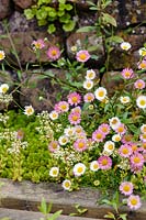 Erigeron karvinskianus