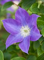 Clematis 'Dianas Delight'