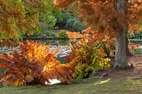 An Taxodium distichum  - Swamp cypress -and other trees and shrubs grow at the edge of a lake. 
