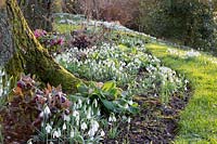 Winter border under a silver birch with Galanthus nivalis cultivars and Helleborus x hybridus