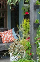 A Euphorbia tirucalli - Firesticks - in a diamond patterned container next to a potted Kalanchoe orgyalis  - Copperspoons - displayed beside a timber frame with mounted plant pots. 