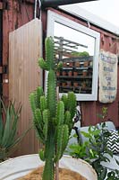 Euphorbia ingens, Cowboy Cactus with succulents reflected in mirror.