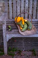 Squash and courgettes freshly harvested from the potager