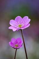 Hepatica nobilis 'Rosa Elite'