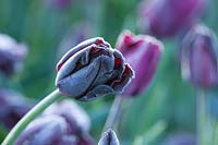 Tulipa 'Paul Scherer'
