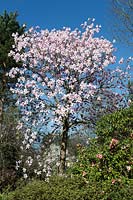 Magnolia 'Sargentiana'
