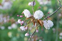 Prunus  'Beni-tamanishiki'