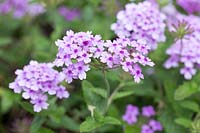 Verbena 'Seabrook's' Lavender