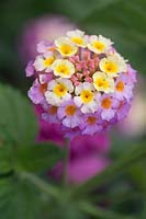 Lantana camara 'Feston Rose'