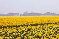 Field of Narcissus 'Carlton' in morning mist, Lincolnshire