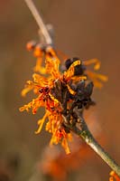 Hamamelis x 'Intermedia' 'Aphrodite' 