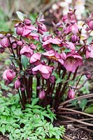 Helleborus x hybridus 'Penny's Pink'