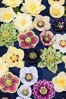 Helleborus x hybridus floating in bowl of water.