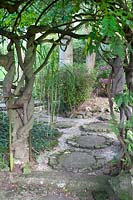 Stepping stone path under wisteria covered pergola in the Japanese inspired garden 