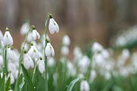 Galanthus 'Brenda troyle' - Snowdrop.