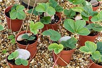 Fragaria x ananassa  - 'Cherry Berry' - Strawberry runners from mother plant held down with stones rooting in pots 