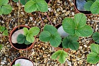 Fragaria x ananassa - 'Cherry Berry' - Strawberry runners from mother plant held down with stones rooting in pots 