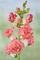 Antirrhinum majus 'Madame Butterfly' mixed -Double snapdragon  