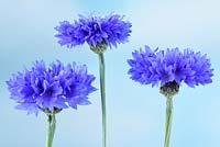 Centaurea cyanus  'Blue Diadem' - Cornflower