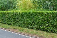 A privet hedge of Ligustrum ovalifolium.