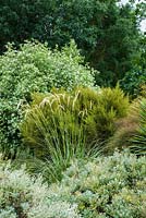 A border of shrubs including Cortaderia fulvida Buchanan Zotov. 