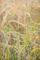 Hordeum vulgare 'Optic' - barley