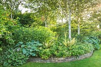 A raised brick edged bed planted with Betula - Birch - and herbaceous perennials. 
