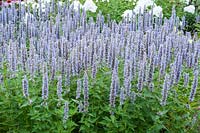 Agastache foeniculum - anise hyssop