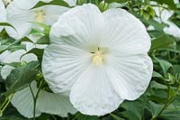 Hibiscus moscheutos 'Blue River II'