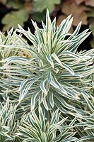 Euphorbia characias 'Tasmanian Tiger' - spurge