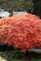 Acer palmatum 'Dissectum' - cut-leaved japanese maple