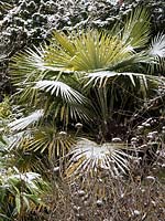 Snow covering on Trachycarpus fortunei - Chinese windmill palm
