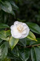 Camellia 'John Hurt'
