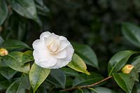 Camellia 'John Hurt', Oxfordshire