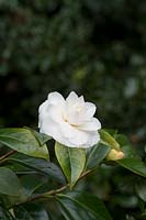 Camellia 'John Hurt', Oxfordshire