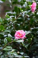 Camellia x williamsii 'Rose quartz', Oxfordshire