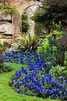 Hyacinthus orientalis 'Delft Blue' growing in curved beds at Hever Castle, Kent. 