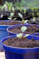 Brassica oleracea -  Ornamental Cabbage Northern Lights Mixed F1 Hybrid seedlings