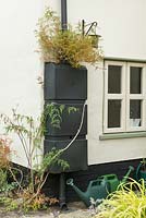 Water butt fitted to downpipe with Jasminum officinale.