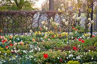 Spring border. Tulipa 'Sundowner', Tulipa 'Aperitif',  magnolia and hellebores