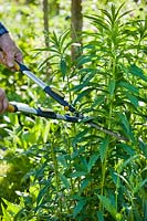 Person cutting back tall-growing Solidago to encourage branching.