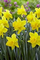 Narcissus 'Golden Harvest' - daffodils 
