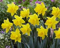 Narcissus 'Golden Harvest' - Daffodils