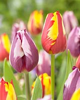 Tulipa 'Rems Favourite' and Tulipa 'Helmar' 